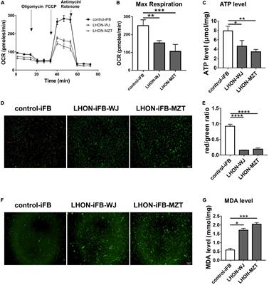 Superoxide dismutase 2 ameliorates mitochondrial dysfunction in skin fibroblasts of Leber’s hereditary optic neuropathy patients